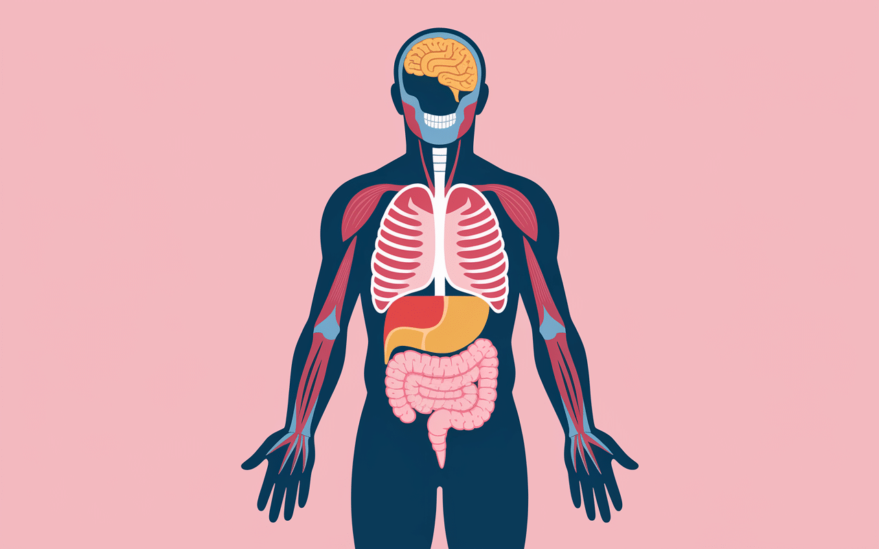 diagramme anatomique liste des statines dangereuses muscles foie cerveau